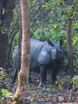 rhinocéros dans la forêt